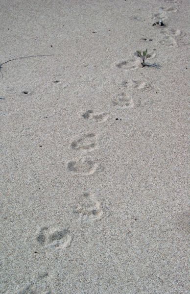 Black bear tracks
