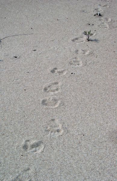 Black bear tracks