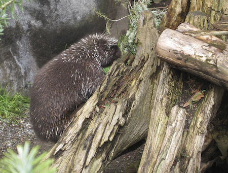 Porcupine